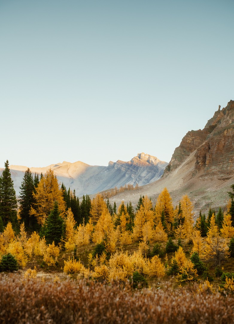 Yellow Larch Sunset with Mountains in Background