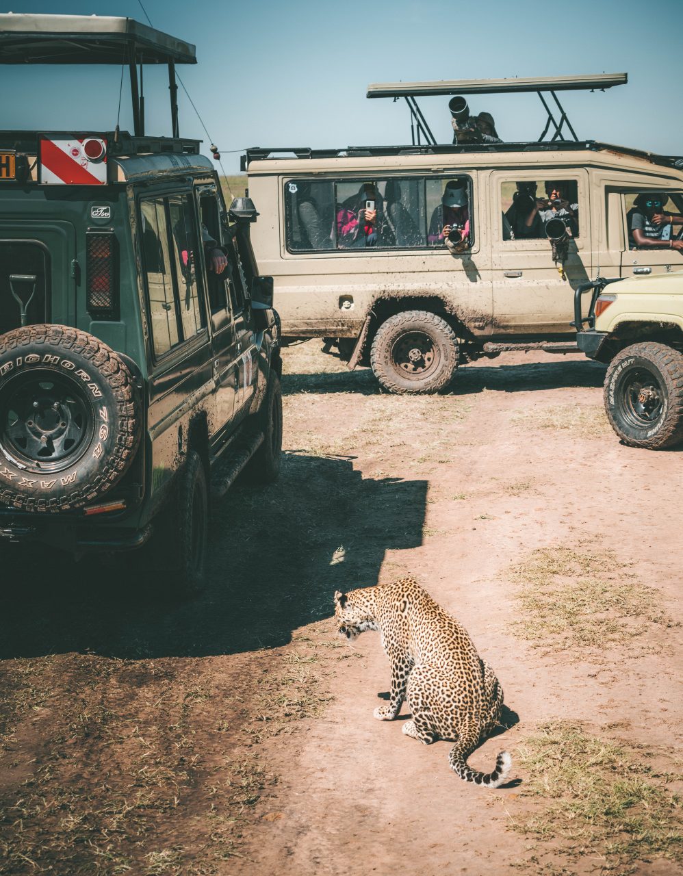 Leopard by Safari Vehicle