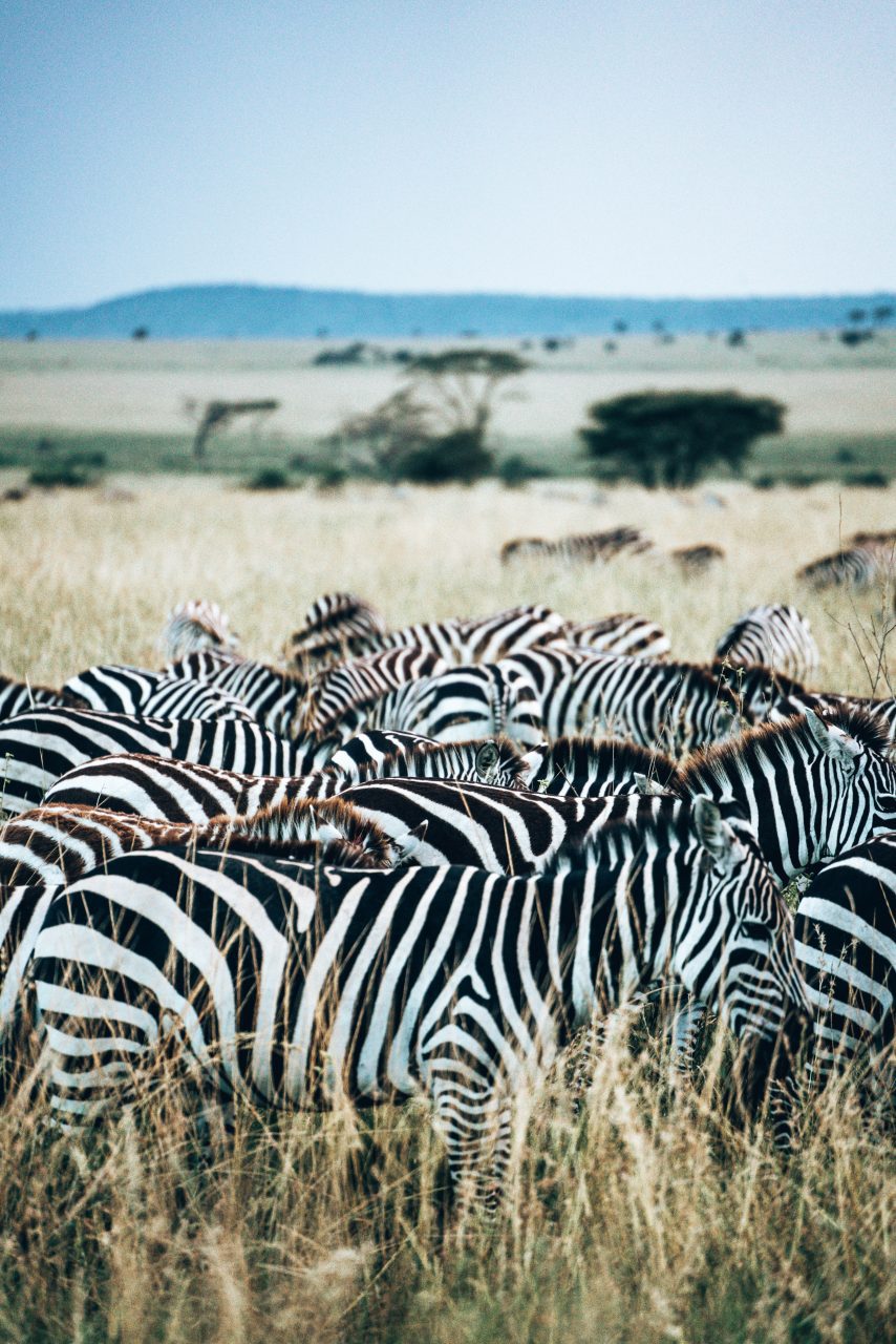 Zebras Ngorogoro Crater